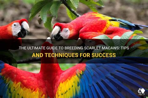 metal breeding box for macaws|how to breed scarlet macaws.